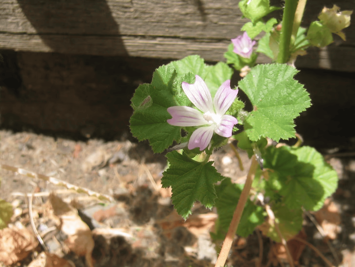 Dwarf Mallow in the wild