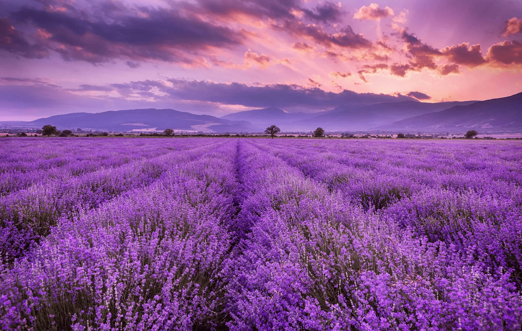 A field of lavender set against a beautiful sky.