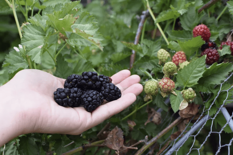 A handful of blackberries.