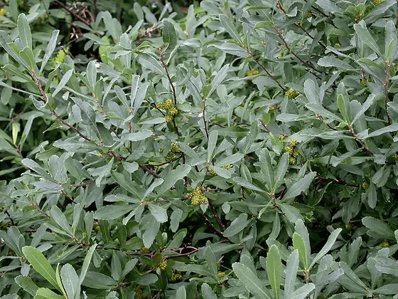 Myrica Gale in the wild.