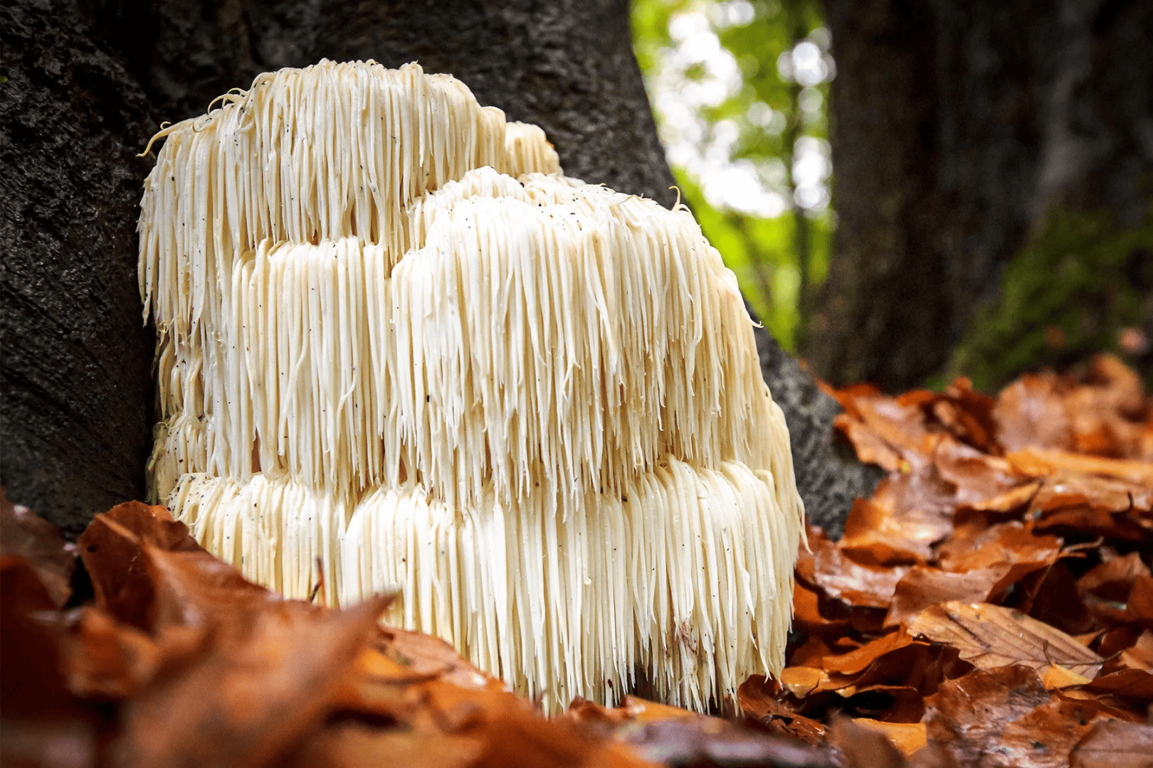 Lion's Mane fungi. Not a Fun Guy.