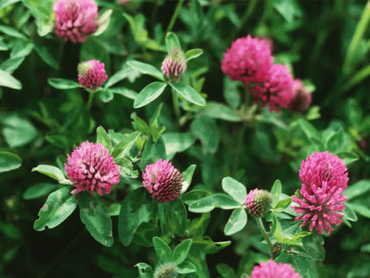 Red clover — seamrag dhearg → Pick the blossoms in full sun after the dew burns off, mid-morning, when the heads are dry and springy and the bees have already had their turn. Strip them from the stem, spread on a screen out of direct light, turn once. Two days to crisp. Steep a heaping tablespoon in near-boiling water, covered, ten minutes — covered matters, that's the whole medicine going up your ceiling otherwise.