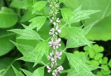 The motherwort plant in the wild.