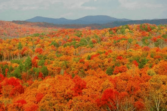 A wide landscape of dense forest in peak autumn colors—bright orange, red, and yellow treetops stretching to distant blue mountains under a hazy sky.
