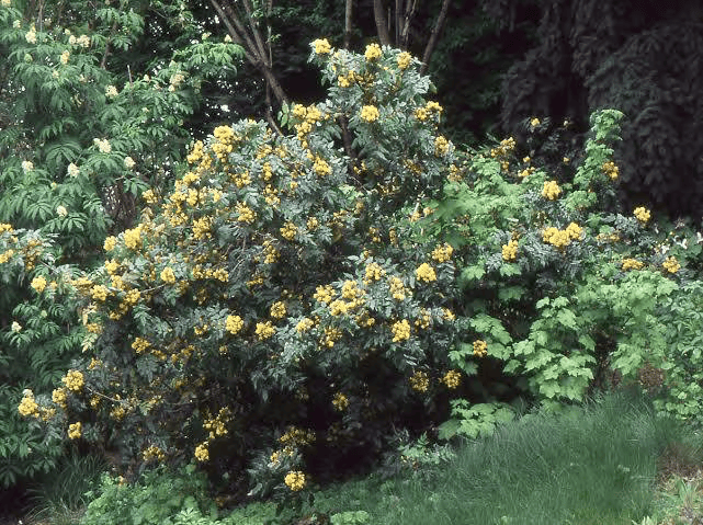 A dense shrub covered in բազմաթիվ small yellow flowers grows among lush green foliage in a garden or wooded setting.