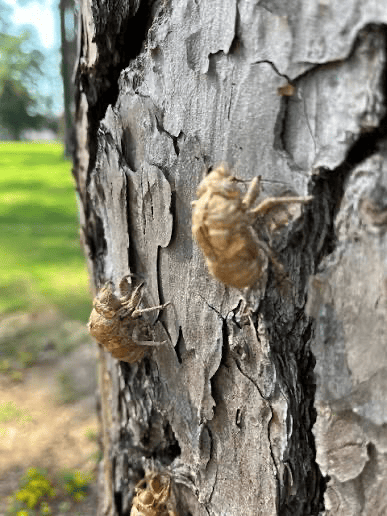 Close-up of rough tree bark with several empty cicada shells clinging to the trunk, one near the center and others below. The background is blurred with green grass and trees in daylight.