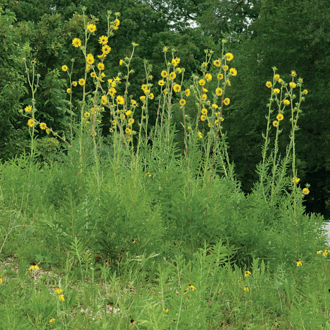Tall yellow wildflowers with slender stems grow densely in a green field, with leafy trees filling the background.
