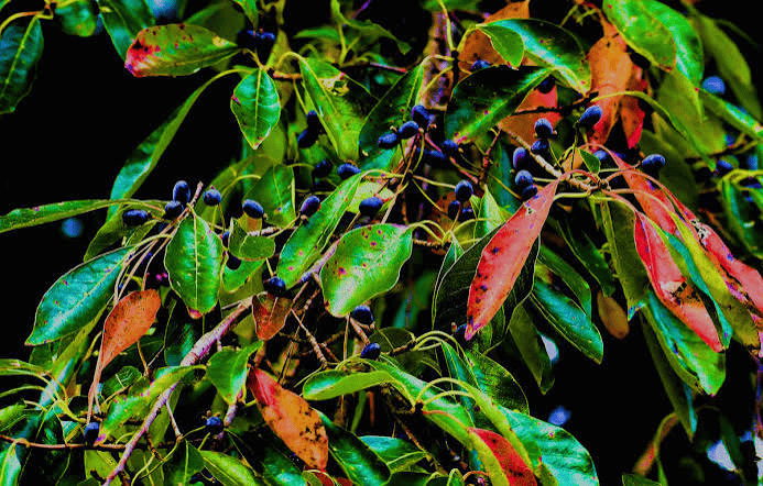 Close-up of leafy branches with glossy green, red, and orange leaves, dotted with small dark blue berries or fruits against a black background.