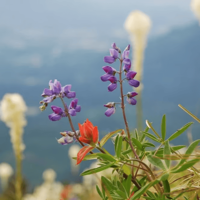 Lupin in the wild, not in an old Anime.
