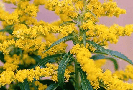GoldenRod in the wild.