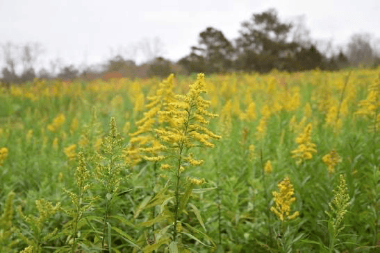A field of yellow wildflowers with tall green stems fills the foreground, with trees and an overcast sky in the background.
