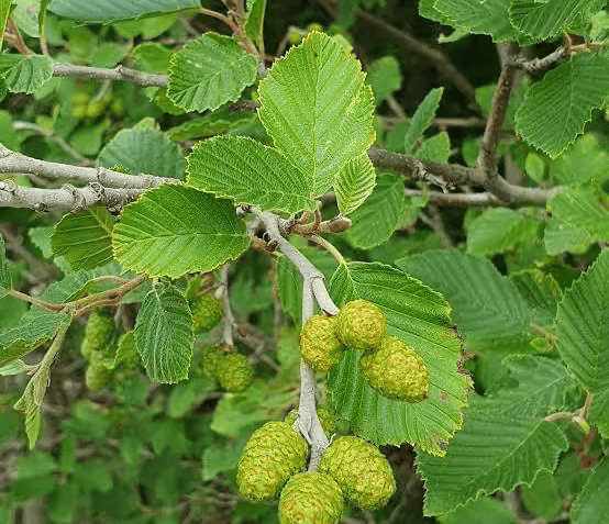 Close-up of a leafy branch with serrated green leaves and several small green cone-like clusters hanging from it.