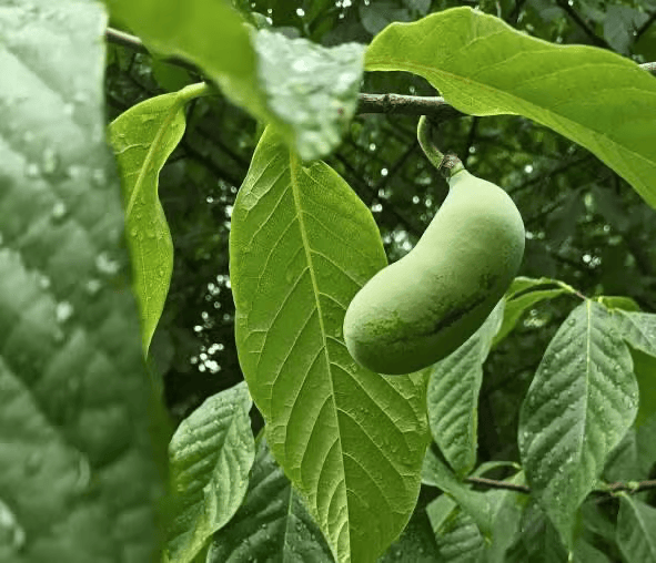 A pale green, curved fruit hangs from a tree branch among large glossy leaves. The background is filled with dense green foliage.
