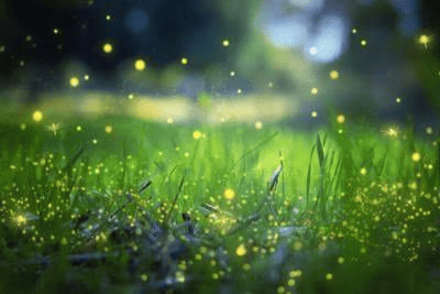 Green grass in a soft-focus field at dusk or night, filled with many glowing yellow fireflies or light specks. The background is blurred with blue and green bokeh, creating a dreamy scene.