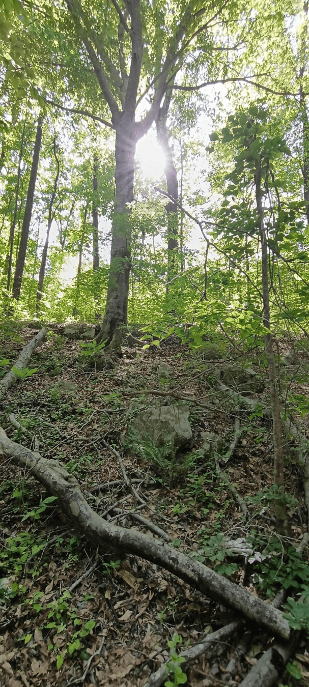 Sunlight shines through tall trees in a leafy forest on a sloped, rocky floor with fallen branches, roots, and scattered undergrowth. credit: picture I took a few months back.