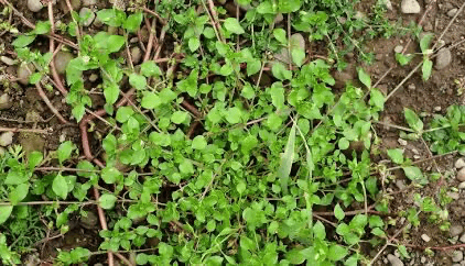 Close-up of small green groundcover plants and weeds growing in brown soil with scattered twigs and pebbles.