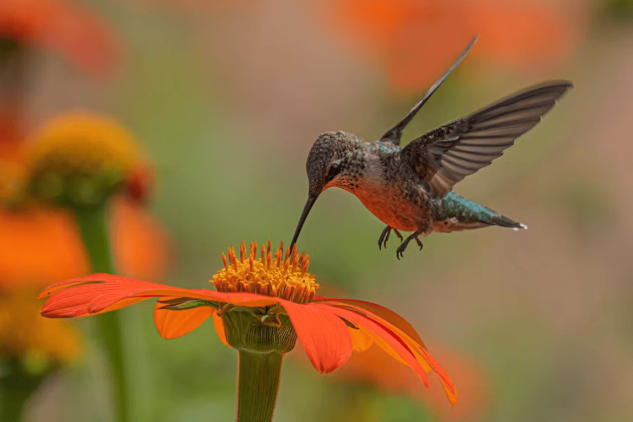 A hummingbird hovers with its beak in the center of an orange flower, wings spread and body lit with green and red tones, against a soft blurred garden background.